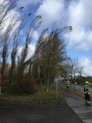 Baum in Stromleitung